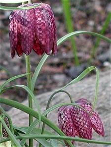 Vibeg - Fritillaria meleagris